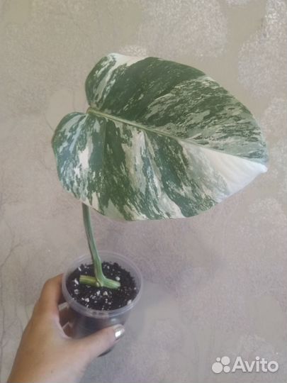 Монстера вариегатная альба