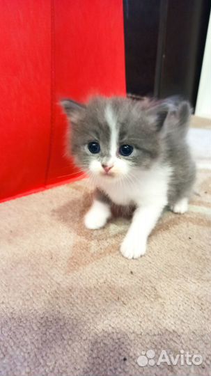 Отдам котят