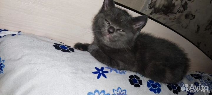 Британский кот
