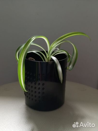 Хлорофитум кудрявый бонни