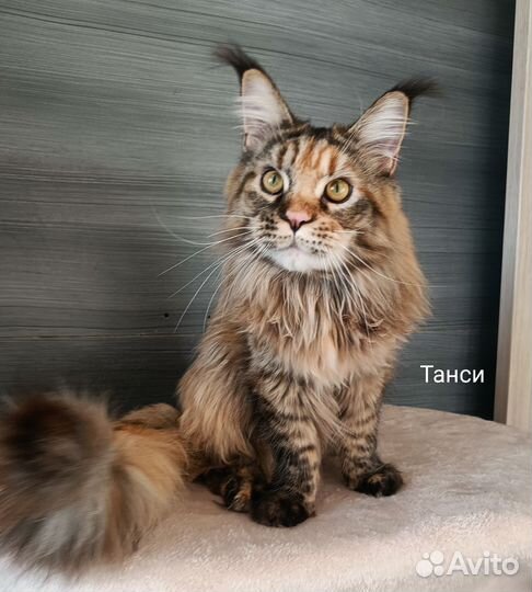 Котята Мейн-кун с документами и вет.паспортом