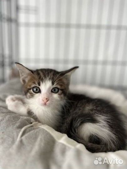 Котята в добрые руки игривые Элвис,Мартин,Глория