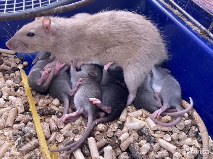 Крысята