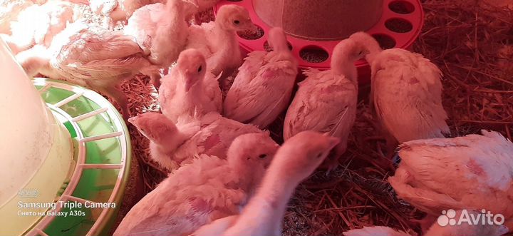 Индюшата хайбрид подрощенные