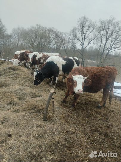 Телки стельные