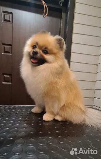 Померанский шпиц вязка