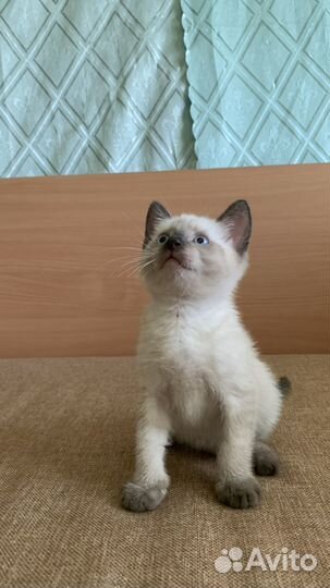 Сиамский котенок