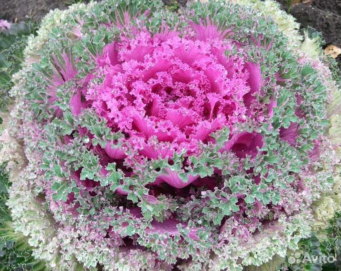 Цветок декоративный капуста две расцветки