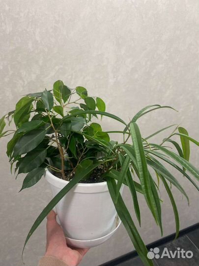 Комнатные растения(Фикус бенджамина, Фикус али)