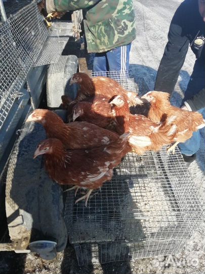 Куры-молодки