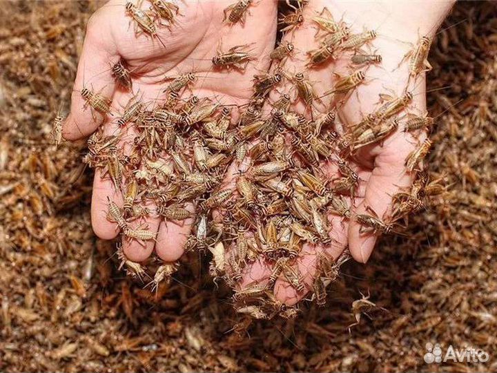 Сверчки Тараканы