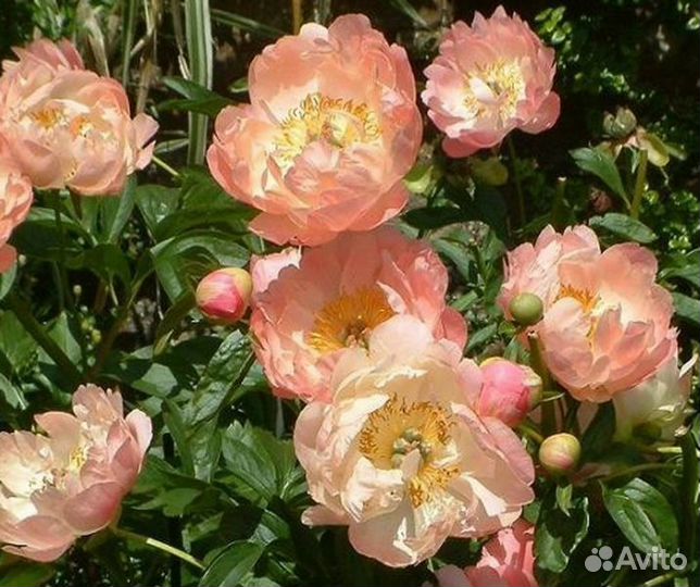 Пион гибрид Canary Brilliants