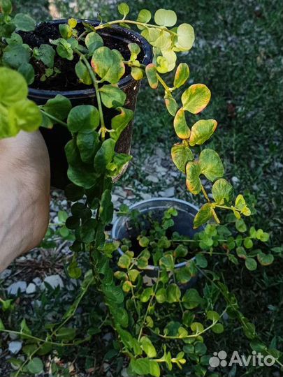 Вербейник монетчатый