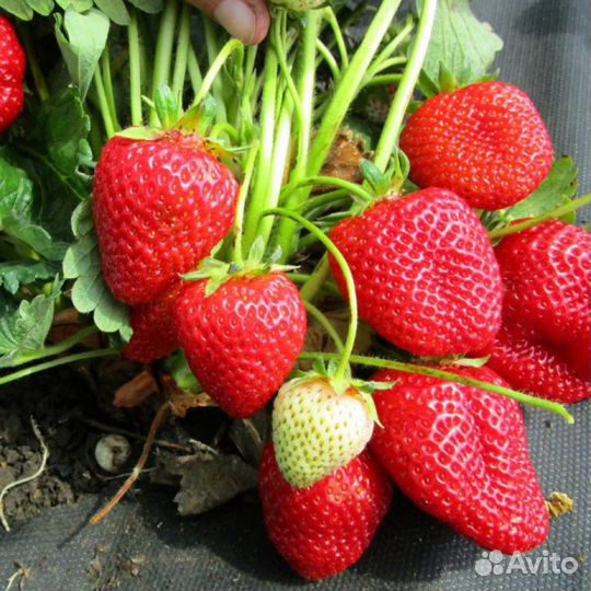 Саженцы клубники