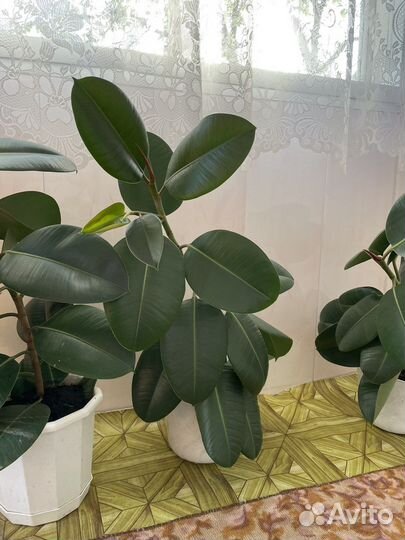 Фикус каучуконосный