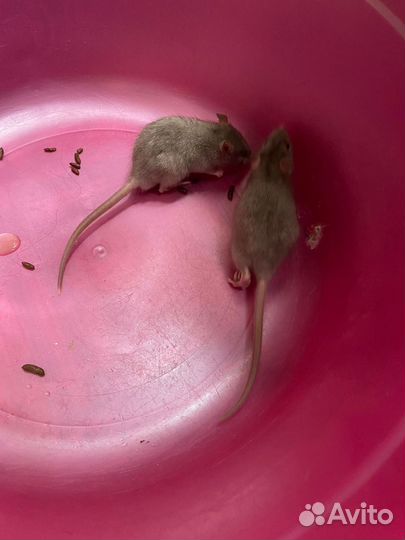 Крысята дамбо