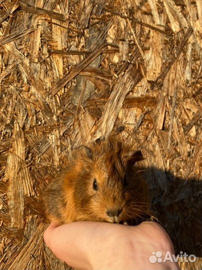 Морские свинки