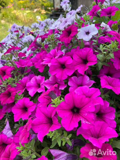 Семена Партнер