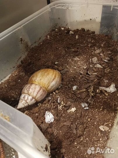 Улитка большая ахатина