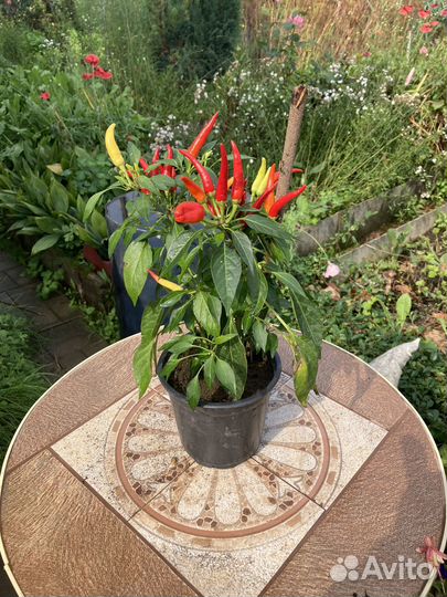 Перец комнатный острый