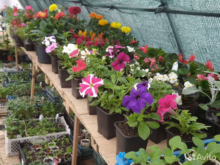 Цветы рассада.однолетние и многолетние растения
