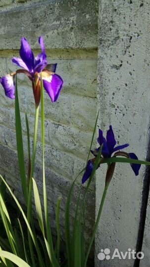 Ирис Блю
