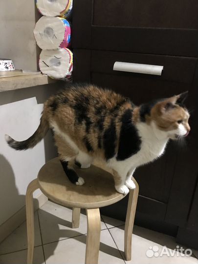 Кошка в дар трехцветная Диско Шар