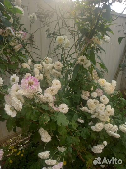 Продам хризантемы (уличные)