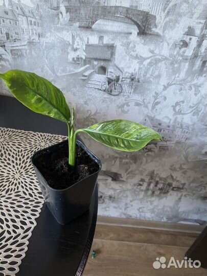 Спатифиллум