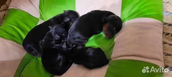 Йоркширский терьер мини вязка