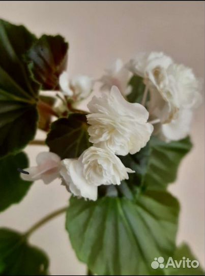 Бегония ампельная