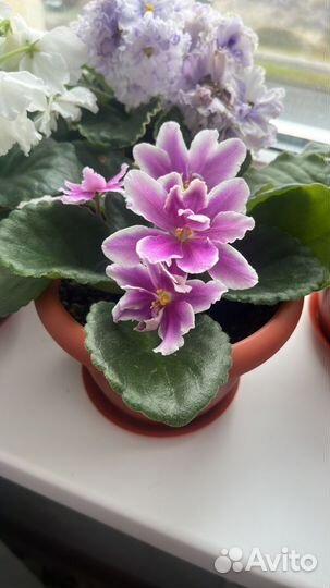 Фиалка листочки