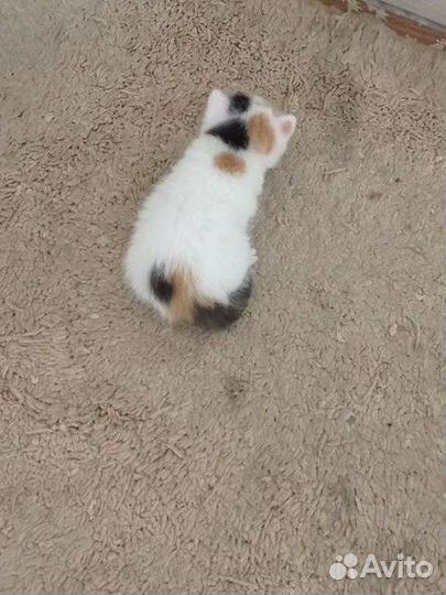 Котята ищут дом