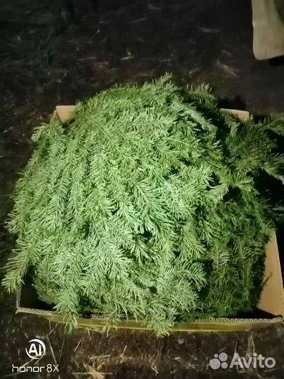 Лучшие веники для бани от компании 