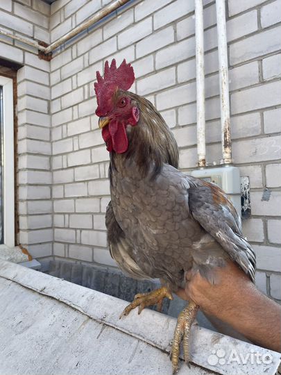 Молодые петухи