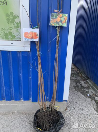 Хурма саженцы почтой из Крыма