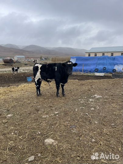 Телята бычки