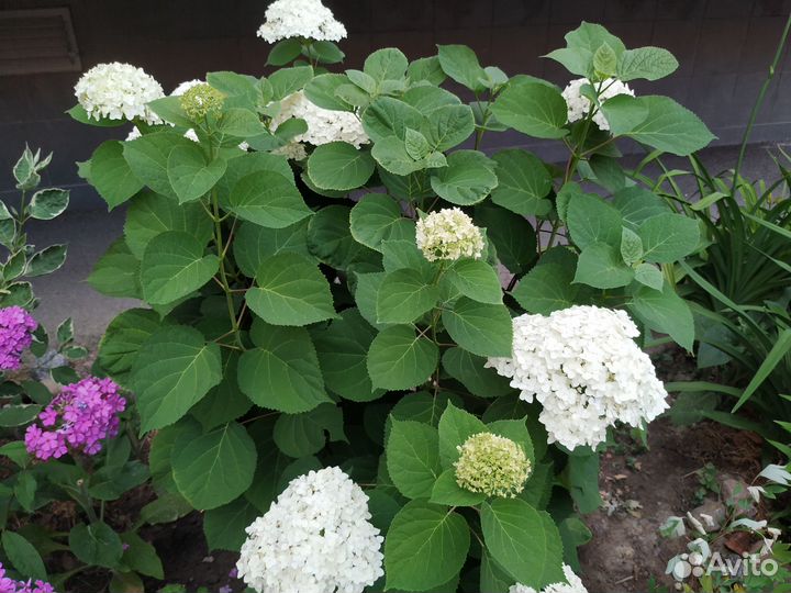 Многолетние растения для сада