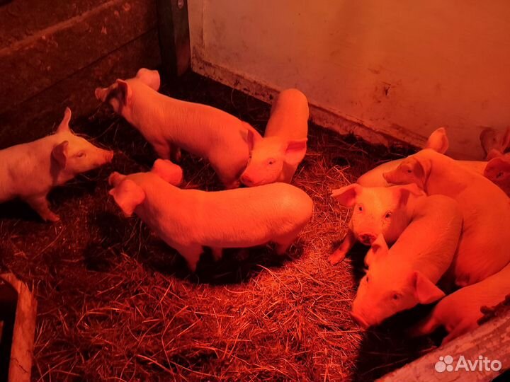 Поросята