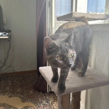 Карельский бобтейл, взрослая кошка