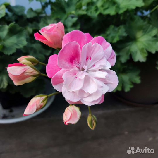 Пеларгония Bonas Meira