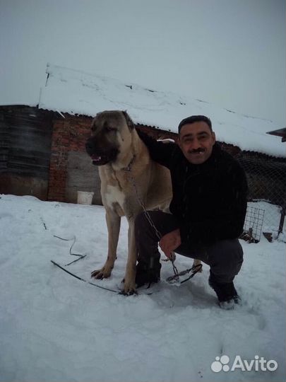 Щенки среднеазиатской овчарки (турецкого кангала)