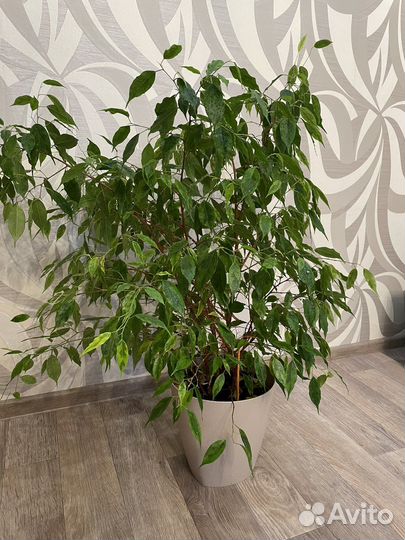 Фикус Бенджамина