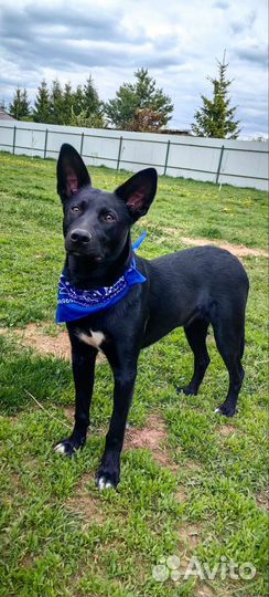 Собака в дар