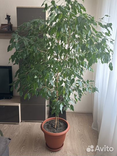 Фикус бенджамина