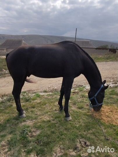 Карачаевский жеребец