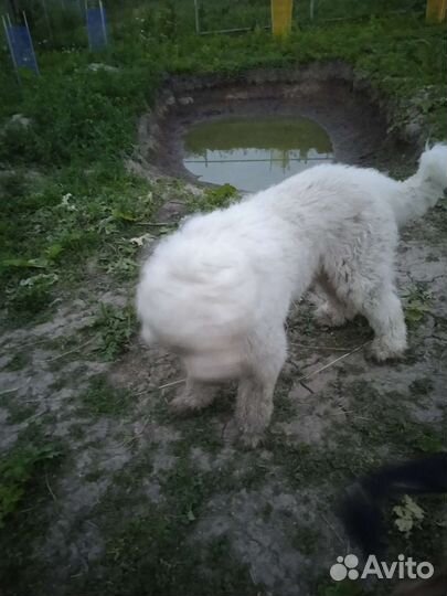 Южнорусская овчарка