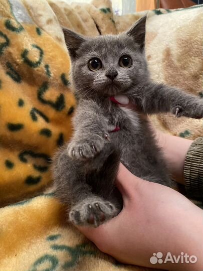 Шотландские котятки
