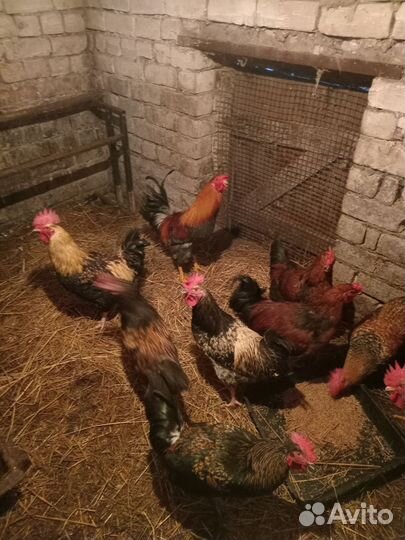 Молодые петухи