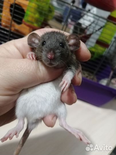 Крыса крысята дамбо